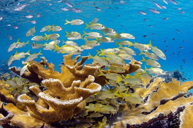 Scuba Doo Diving Experience in Punta Cana - What the Scuba Doo experience actually is