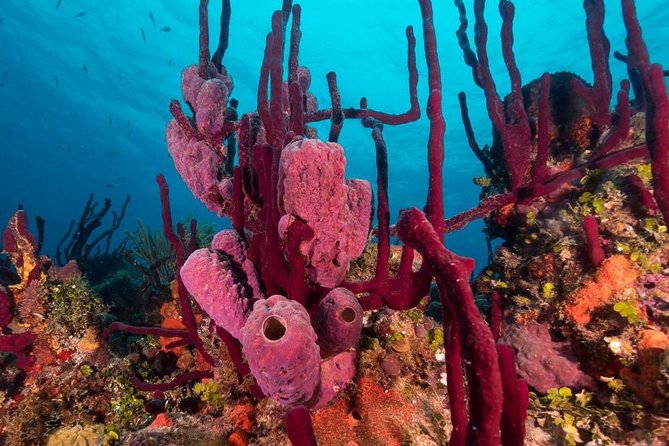 Scuba Doo Diving Experience in Punta Cana - Safety, comfort, and physical demands