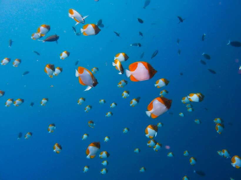 Semporna: Bohey 3 Islands Hike, Snorkel/Dive Tour with Lunch - Guides, communication, and safety in the water