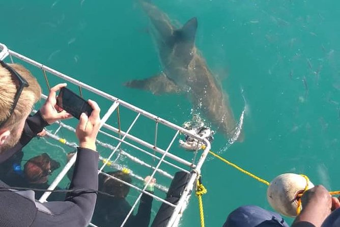 Shark Cage Diving - How much value you get for $118.40