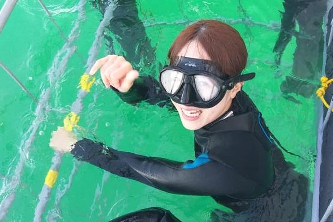 Shark Cage Diving - Timing your visit around the seasons