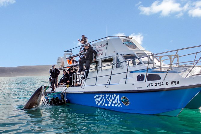 Shark Cage Diving - Adventure Meets Conservation! - Starting at 9 Kus Drive in Gansbaai