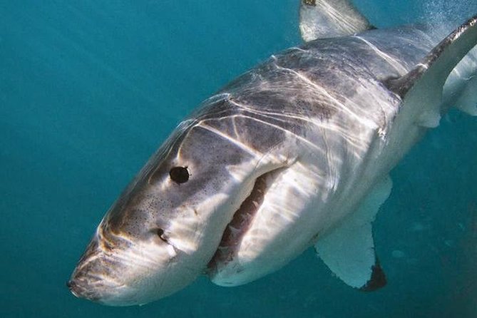 Shark Cage Diving - Adventure Meets Conservation! - A short ride to the shark site