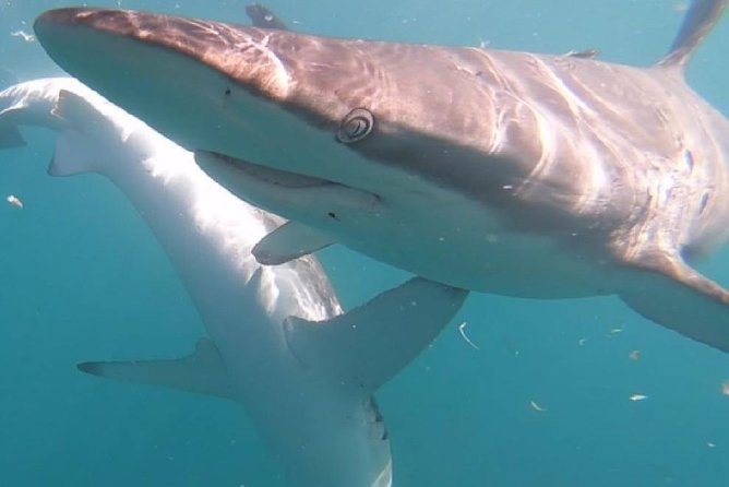 Shark Cage Diving - Adventure Meets Conservation! - Meals make the half-day easier