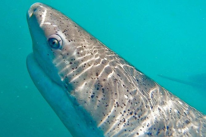 Shark Cage Diving - Adventure Meets Conservation! - Booking, cancellation, and practical details