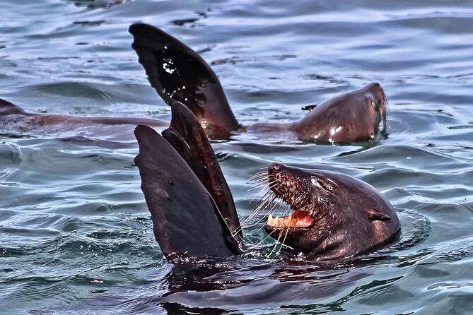 Shark Cage Diving and Viewing with transport from Cape Town - The long road from Cape Town to Gansbaai