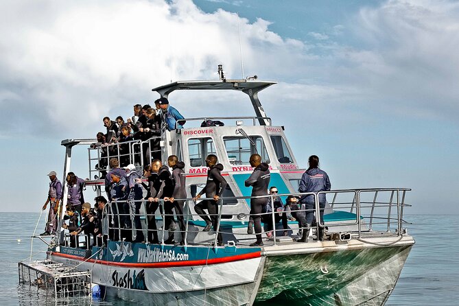 Shark Cage Diving and Viewing with transport from Cape Town - What the cage encounter is really like