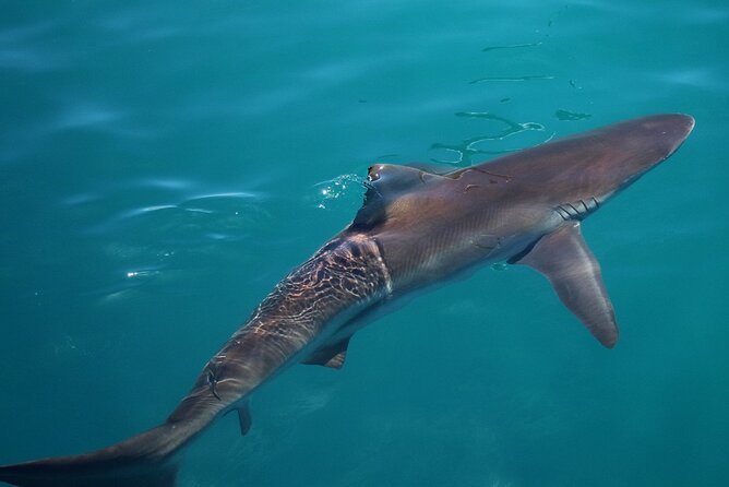 Shark Cage Diving and Viewing with transport from Cape Town - Great whites are possible, but not promised