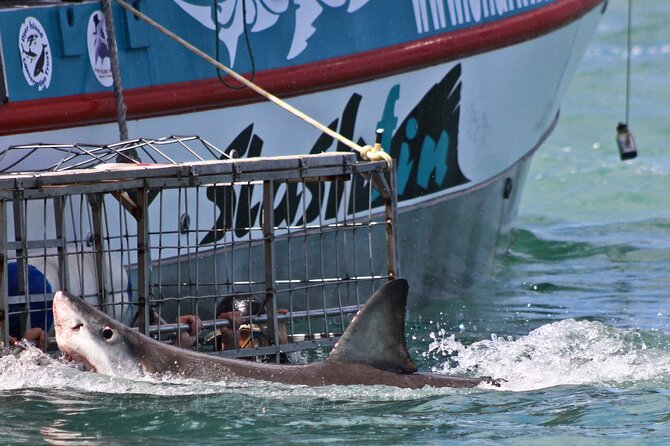Shark Cage Diving and Viewing with transport from Cape Town - Is the $251.05 price fair?