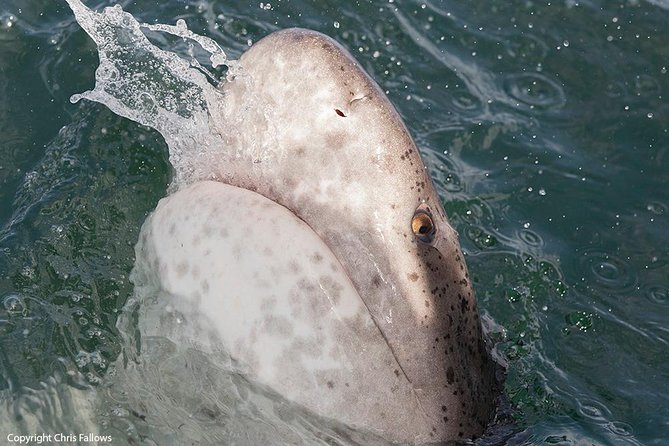 Shark Cage Diving Cape Town - The ride to Seal Island or Cape Point