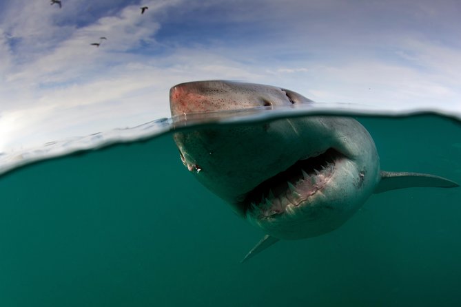 Shark Cage Diving Cape Town - What you may see through the cage