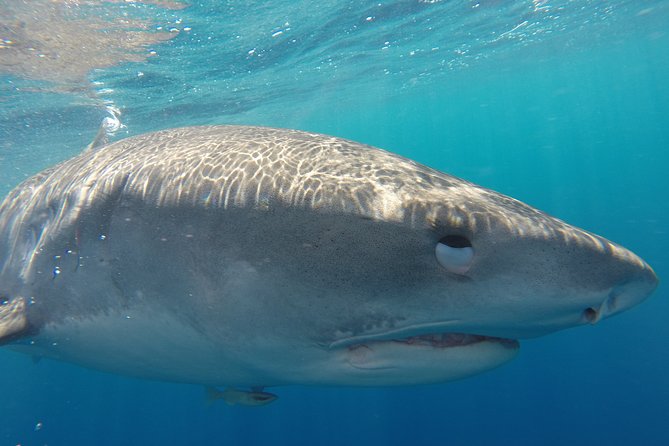 Shark Cage Diving on Oahu’s North Shore - Haleʻiwa Harbor Starts the Adventure