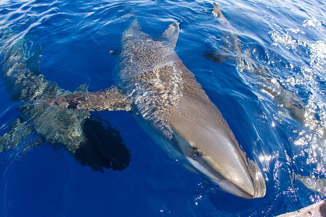 Shark Cage Diving on Oahu’s North Shore - What You May See Through the Panels