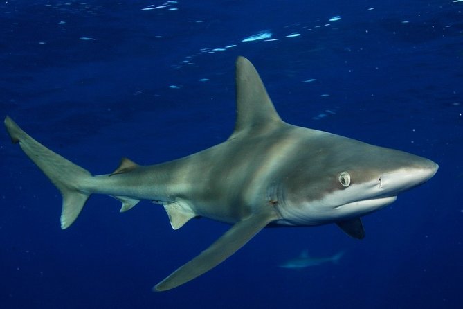 Shark Cage Diving on Oahu’s North Shore - Crew Style and Safety Guidance