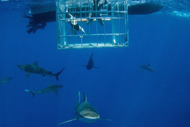 Shark Cage Diving On "The World Famous North Shore of Oahu", Hawaii - Key points before you book