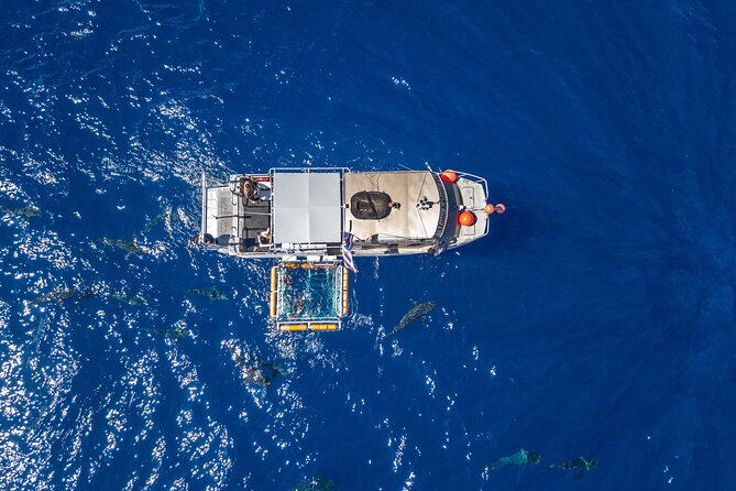 Shark Cage Diving On "The World Famous North Shore of Oahu", Hawaii - Watching sharks through the cage