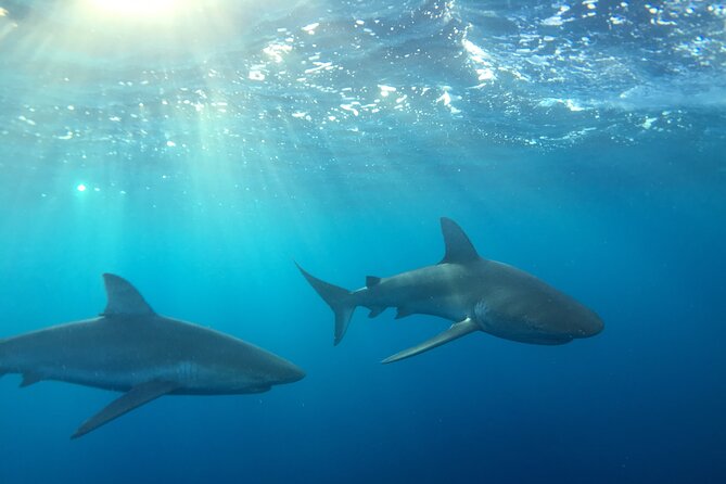 Shark-Dive Tour on Oahu's North Shore - What the Haleiwa departure sets up