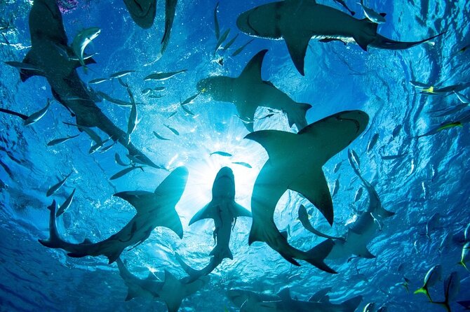 Shark-Dive Tour on Oahu's North Shore - How the two-hour schedule feels