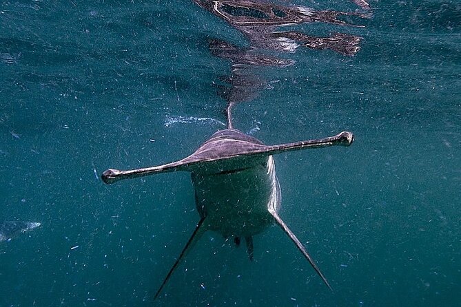 Shark Guided Diving Los Cabos - Meeting sharks off Cabo San Lucas