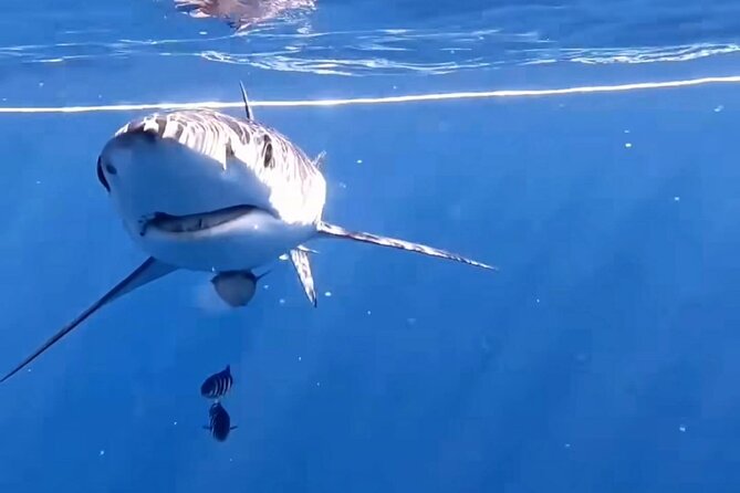 Shark Guided Diving Los Cabos - Why the group limit matters