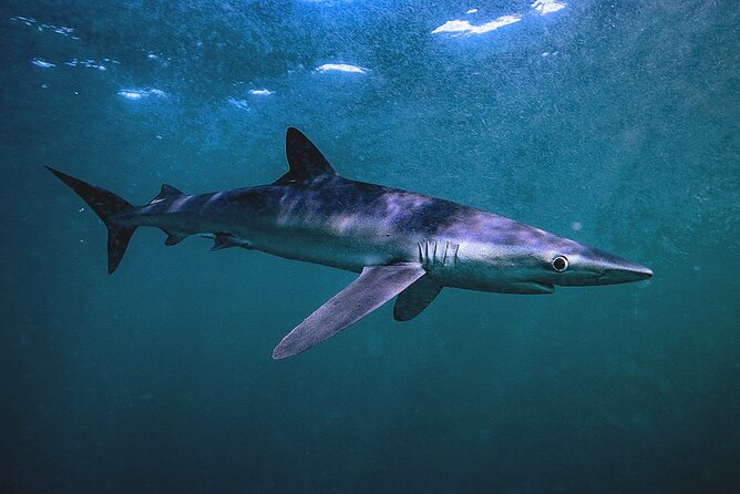 Shark Guided Diving Los Cabos - Chumming, close encounters, and safety