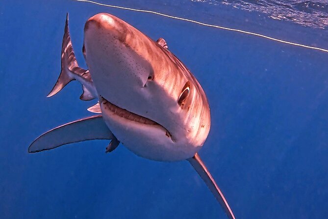Shark Guided Diving Los Cabos - What you are paying for at $209.46