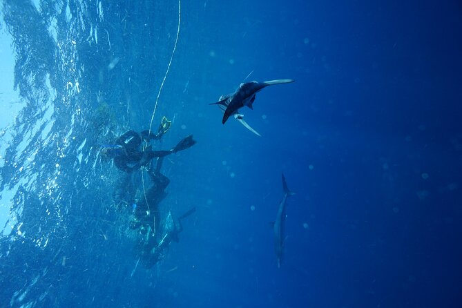 Shark Guided Diving Los Cabos - The role of Julian and the Mako Wildlife crew
