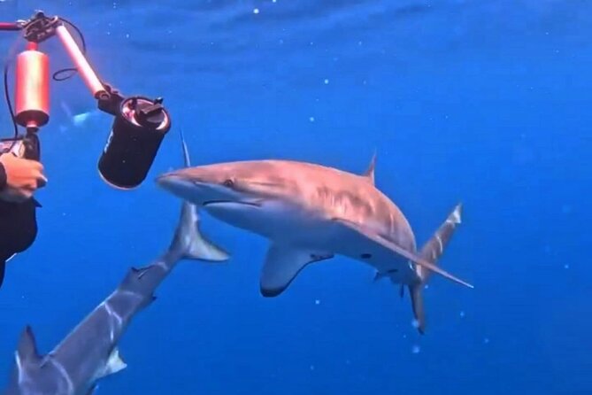 Shark Guided Diving Los Cabos - Who will enjoy this most