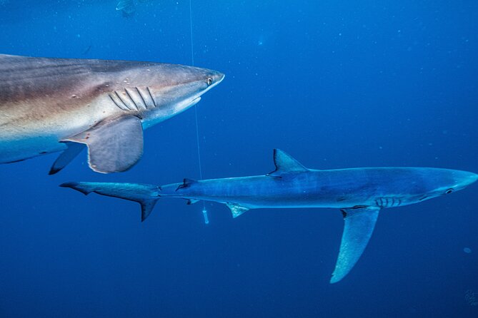 Shark Guided Diving Los Cabos - Booking, timing, and cancellation details