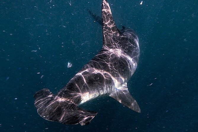 Shark Guided Diving Los Cabos - What the five-hour outing feels like