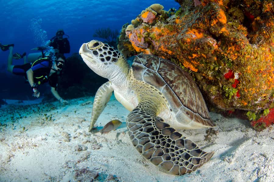Sharm El-Sheikh: Guided Shore Scuba Diving at 2 Dives - What your four hours in Sharm El-Sheikh look like