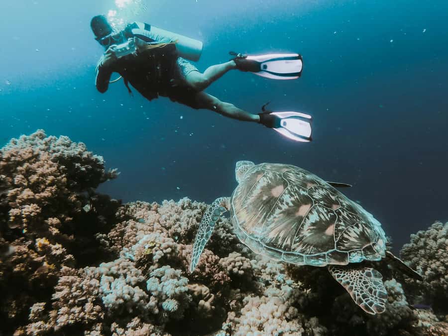Sharm El-Sheikh: Guided Shore Scuba Diving at 2 Dives - What the $91 price really covers