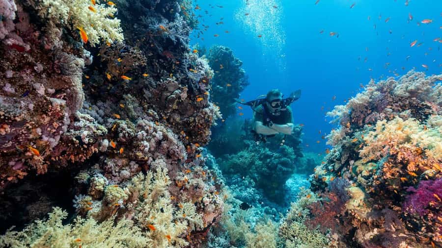 Sharm El-Sheikh: Guided Shore Scuba Diving at 2 Dives - Who will enjoy this most