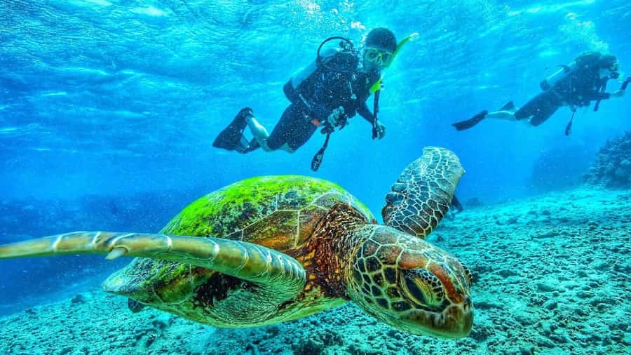 Sharm El-Sheikh: Guided Shore Scuba Diving at 2 Dives - What to bring and arrange in advance