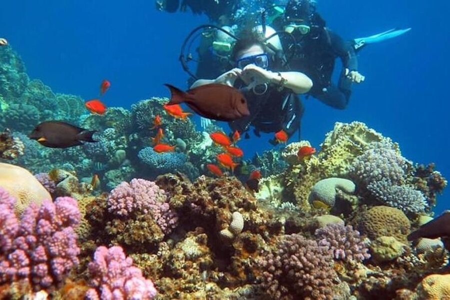 Sharm El-Sheikh: Parasailing, Camel Ride, Dive & Quad Bike - How the options compare