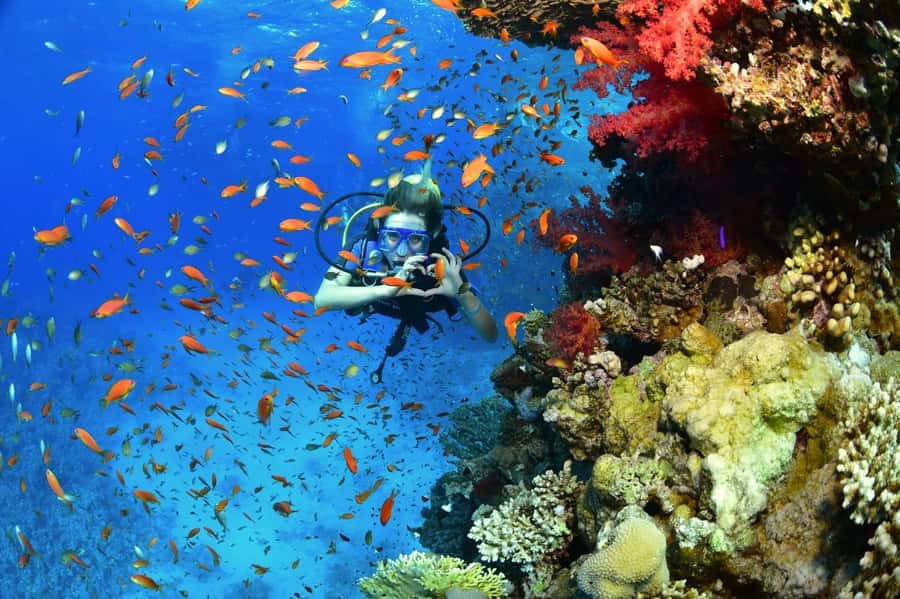 Sharm El Sheikh: Ras Mohamed & White Island Dive & Snorkel - Your first snorkeling stop at Ras Mohamed