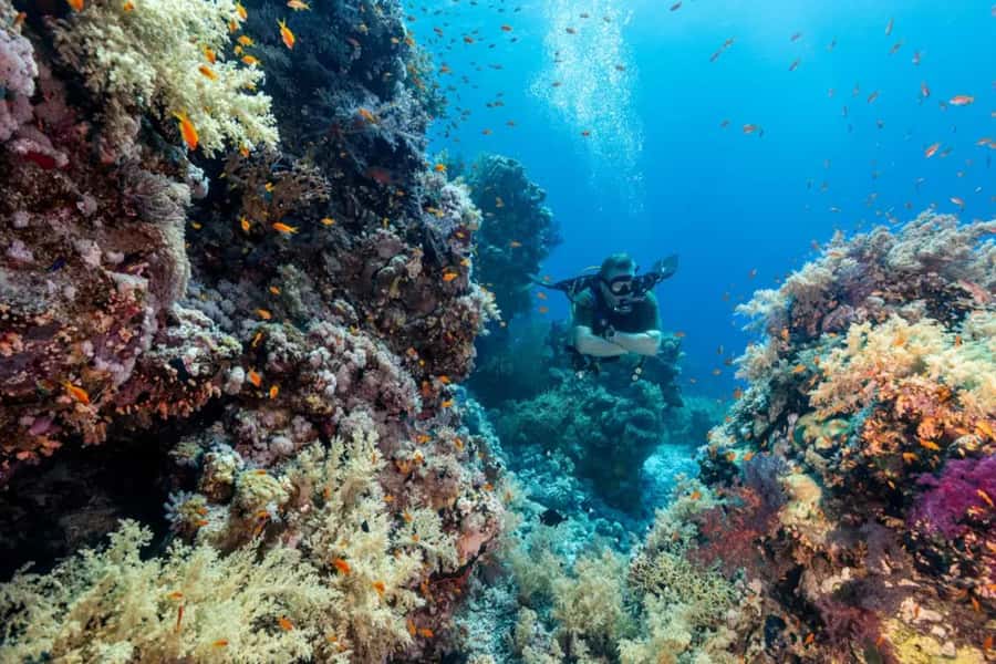 Sharm El Sheikh: Ras Mohamed & White Island Dive & Snorkel - The second reef stop gives you more water time