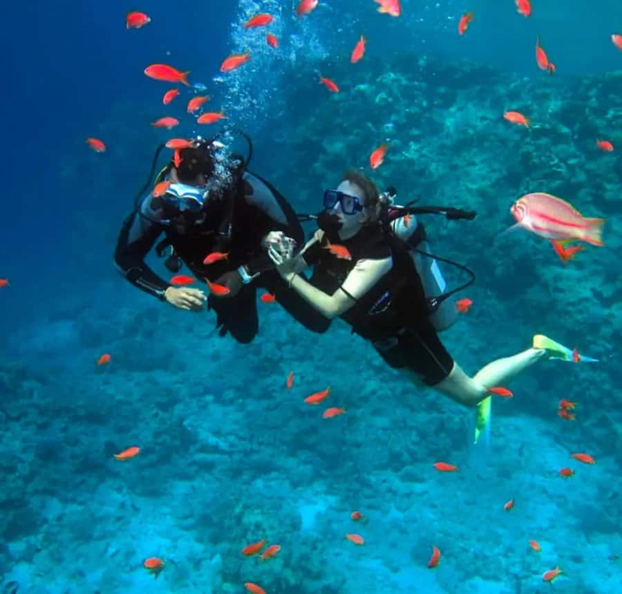 Sharm El Sheikh: Ras Mohamed & White Island Dive & Snorkel - Starting the morning from your Sharm El Sheikh hotel