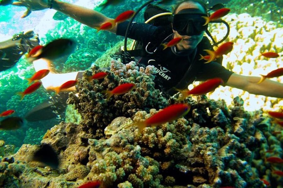 Sharm El Sheikh: Ras Mohamed & White Island Snorkel or Dive - What the $18 price really means