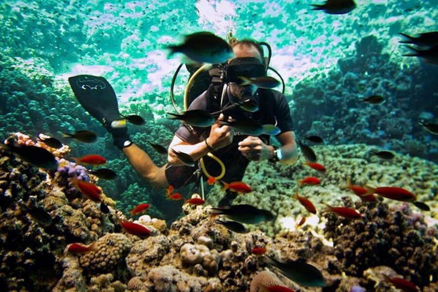 Sharm El Sheikh: Ras Mohamed & White Island Snorkel or Dive - Why Ras Mohamed makes a strong day from Sharm