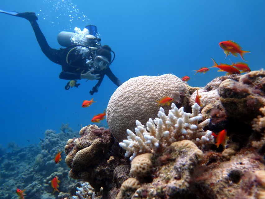 Sharm El Sheikh: Ras Mohamed & White Island Snorkel or Dive - The guides are a major part of the experience