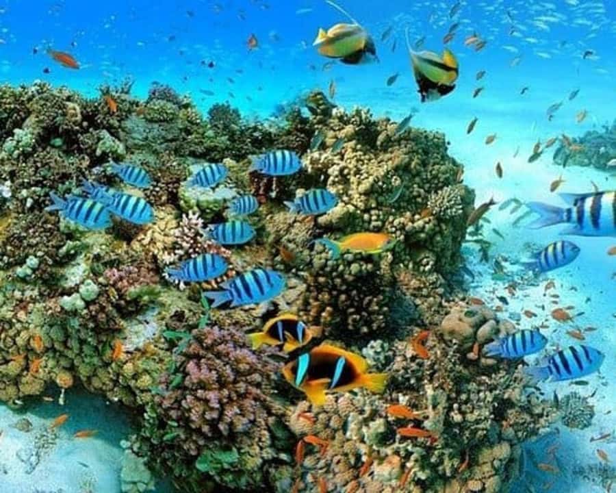 Sharm El Sheikh: Red Sea Scuba Diving Experience - Guided Outings for More Time Below the Surface