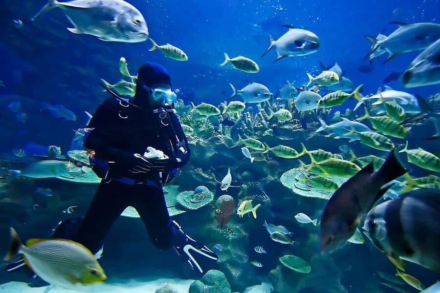 Sharm: Introductory Dive from the Shore & PADI Courses - Pickup, equipment, and the pace of the day