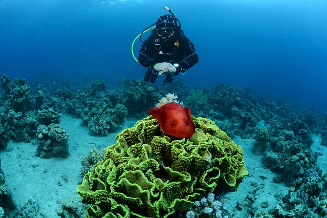 Shore Certified Diving - Two Dives - Guidance for different certification levels