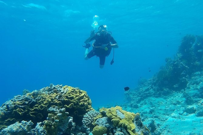Shore Discover SCUBA Diving/Introductory Diving - One Dive - Starting at Aqaba Sharks Bay Divers