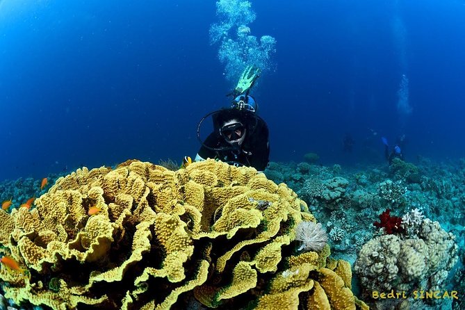 Shore Discover SCUBA Diving/Introductory Diving - One Dive - Timing, weather, and cancellation details