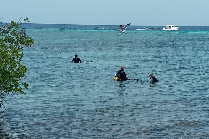 Shore Dive Aruba for Certified Divers - Who should book this experience