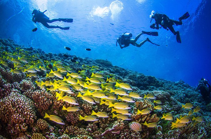 Shore Dive with Sea Turtles @ Koloa Landing for Certified Divers - What you need to bring and what is supplied