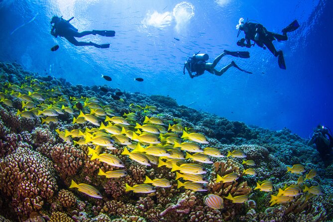 Shore Dive with Sea Turtles @ Koloa Landing for Certified Divers - Flight restrictions after your last session