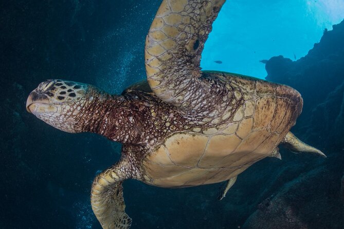 Shore Dive with Sea Turtles @ Koloa Landing for Certified Divers - A small group with named guides